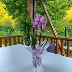 Ksilifor Велико-Тырново